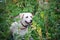 Stock Photo - Labrador in green flower field