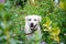 Stock Photo - Labrador in green flower field