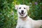 Stock Photo - Labrador in green flower field