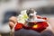 Stock photo of a man holding and worshiping silver shivlinga which is icon of lord shiva on the occasion of mahashivratri ,