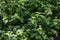 Stock photo of multicolored beautiful west Indian lantana flower blooming in the agricultural filed at Kolhapur, Maharashtra,