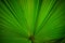 Stock Photo - Palm leaf