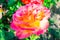 Stock photo pink rose isolated on blurry background