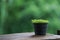 Stock Photo - Plant in pot on shelf and blur background