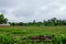 Stock photo of scenic farmland cover with green grass surrounded by green trees, dark cloud on background. Picture captured at