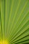 Stock Photo - Sugar palm leaf texture pattern background