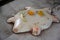 Stock photo of tortoise white marble statue or idol on floor in front of lord shiva temple at Kolhapur, Maharashtra, India. Idol