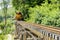 Stock Photo - train is running on the bridge