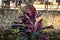 Stock photo of tropical purple color cordyline fruticasa plant blooming in the garden area at kolhapur Maharashtra India, focus on