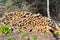 Stock pile of timber, chopped down trees at the forest