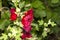 Stock rose mallow blooms in the garden flies bumblebee pollinates flowers