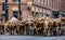 Stock Show Parade Bulls