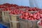 Stock of tomatoes rotting on the spot because the supply chain no longer works. The pandemic makes the movement of perishable good