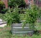 Stock trough growing tomatoes in urban neighborhood.