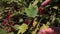 Stock Video Footage Berries Bunches of Red Currant