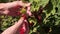 Stock Video Footage Berries Red Currant