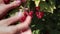 Stock Video Footage Berries Red Currant