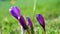 Stock video The violet crocus buds waved in the wind, slow motion