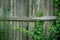 Stockade Fence with Plant Climbers