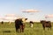 Stocker cattle in rye grass pasture - horizontal