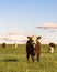 Stocker cattle in rye grass pasture - vertical