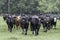 Stocker heifers walking toward camera