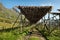 Stockfish drying in Lofoten