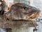 Stockfish head on rack in Svolvaer, Lofoten, Norway