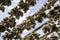 Stockfish heads drying in the sun