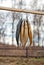 Stockfish outdoor drying