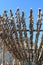 Stockfish racks against the lofoten sky