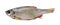 Stockfish rudd