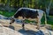 STOCKHOLM, SWEDEN - Sep 25, 2019: The cow of Swedish Lowland Cattle SLB breed, common in the south of Sweden, on pasture in