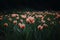 StockImage Close up of blooming flowerbeds on dark moody floral background