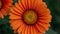 StockImage Close up shot highlights bright vibrant orange gerber daisy bloom