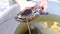 Stocking wels catfish silurus glanis in a freshwater reservoir predatory fish species