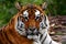 StockPhoto Bengal tigers fierce gaze epitomizes natures raw beauty