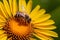 StockPhoto Busy honey bee diligently collects pollen from yellow flower