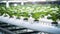 stockphoto, copy space, Automatic UPVC Hydroponics Farm Setup. Innovative techniques used in agriculture. Hightech smart farming