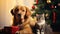 stockphoto, copy space, Cute dog and cat together near christmas tree and gifts. Beautiful background for Christmas card