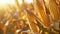 stockphoto, corn stalk close up in a corn field golden hour fall autumn harvest stockphoto. Agriculture background