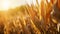 stockphoto, corn stalk close up in a corn field golden hour fall autumn harvest stockphoto. Agriculture background