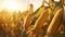 stockphoto, corn stalk close up in a corn field golden hour fall autumn harvest stockphoto. Agriculture background