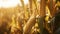 stockphoto, corn stalk close up in a corn field golden hour fall autumn harvest stockphoto. Agriculture background