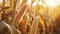 stockphoto, corn stalk close up in a corn field golden hour fall autumn harvest stockphoto. Agriculture background