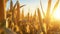 stockphoto, corn stalk close up in a corn field golden hour fall autumn harvest stockphoto. Agriculture background