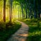 StockPhoto Footpath meandering through lush forest, dappled with golden light