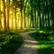 StockPhoto Footpath meandering through lush forest, dappled with golden light