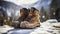 stockphoto, Hiker\\\'s Boots in the snow. Empty used hiking boots standing on the soil in a snowy landscape