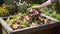 stockphoto, Person composting food waste in backyard compost bin garden. Person putting green waste into a compost bin